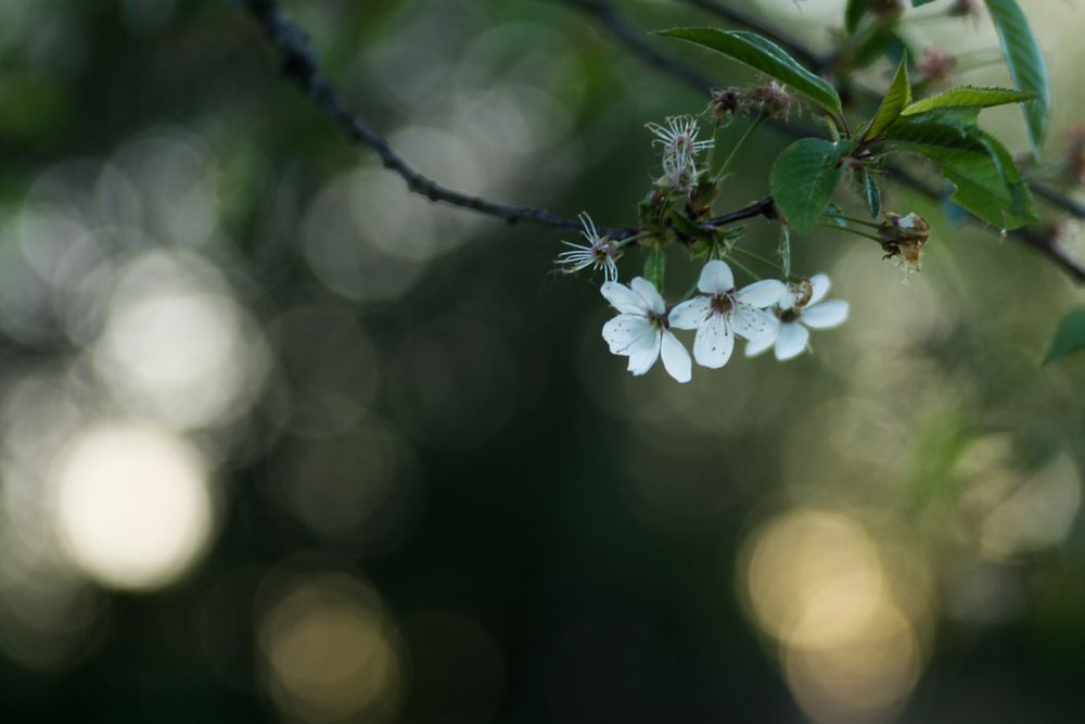 Kirschblüten