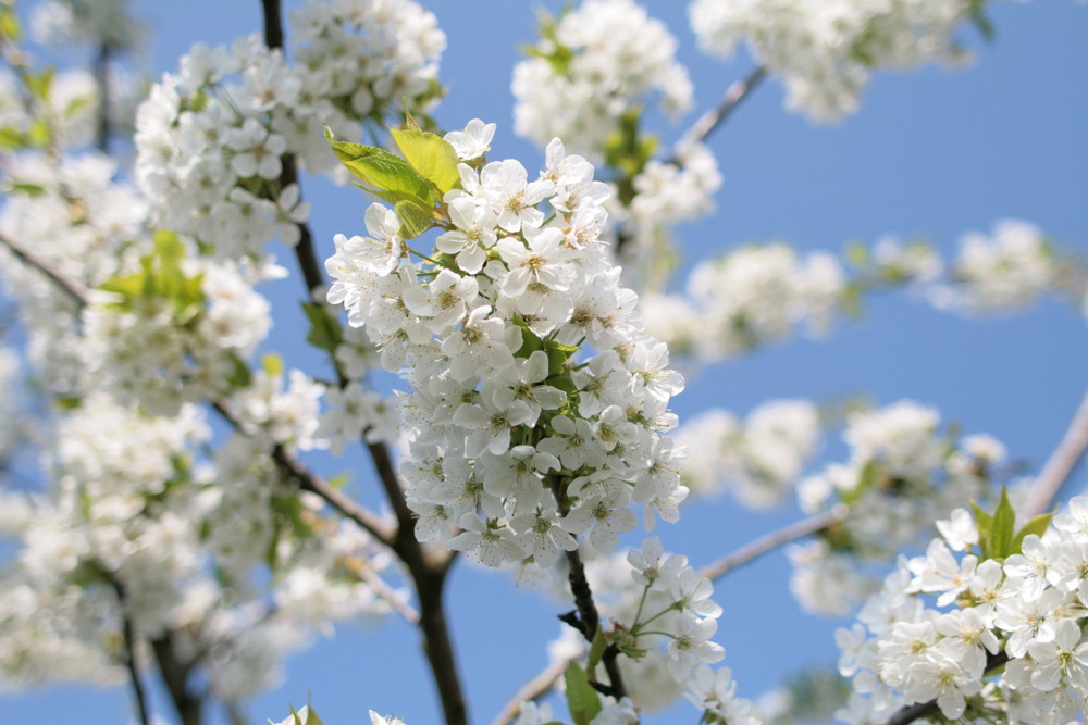 Kirschblüten