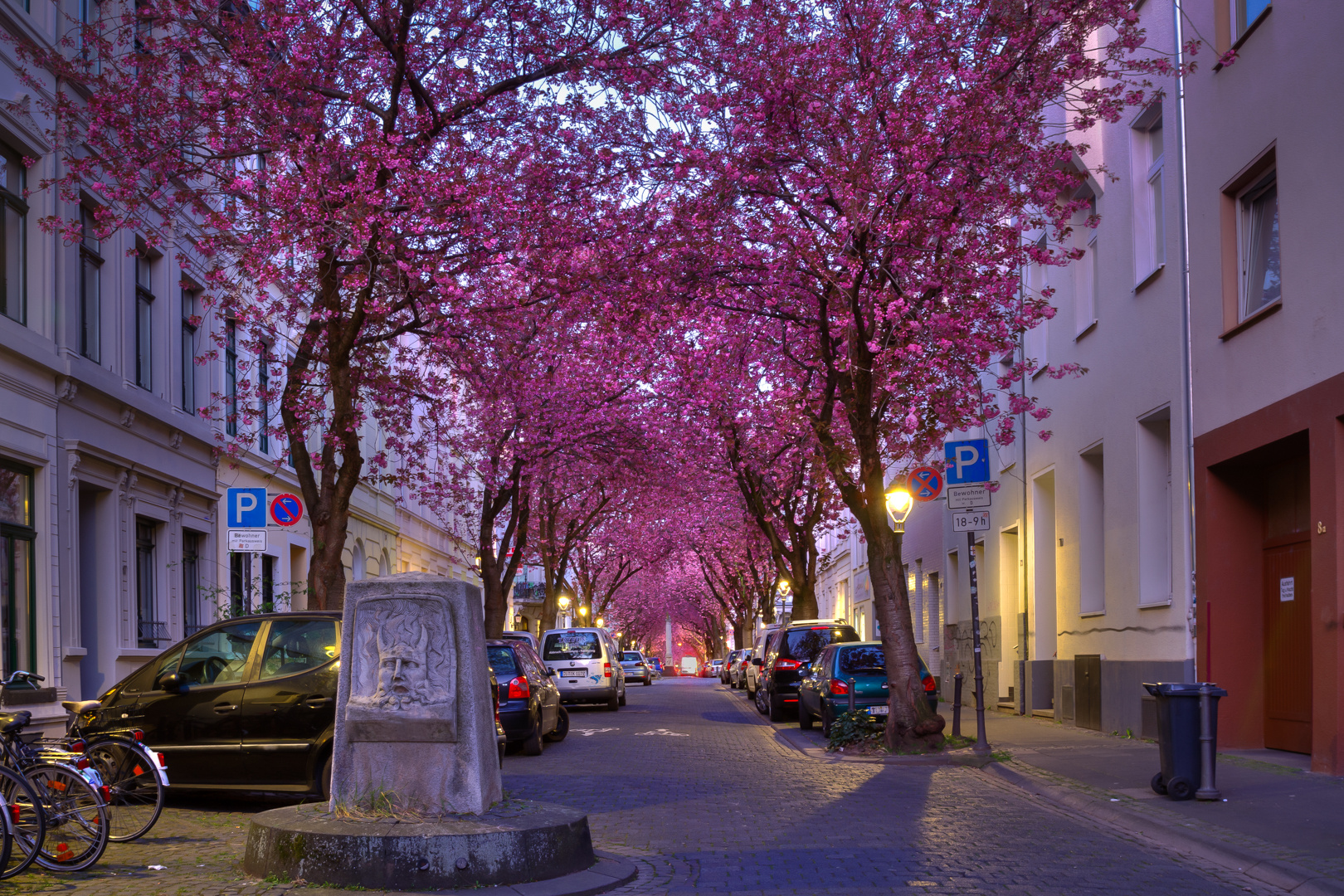 Kirschblüten