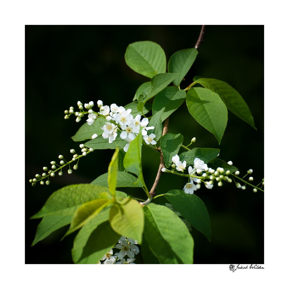 Kirschblüten