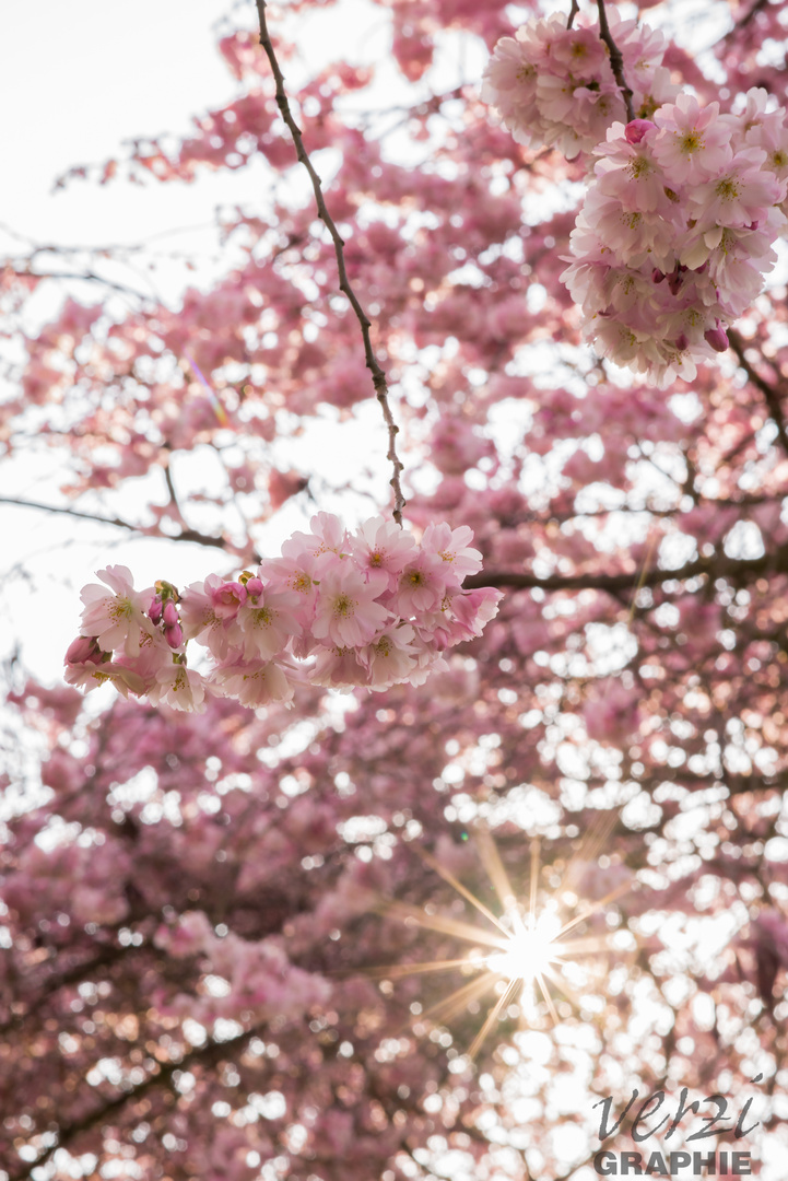 Kirschblüten