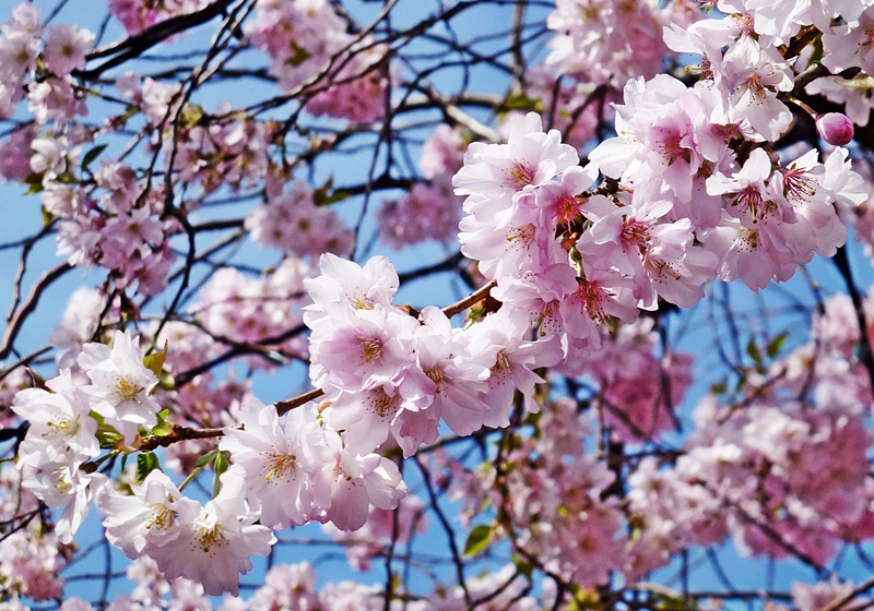 Kirschblüten....