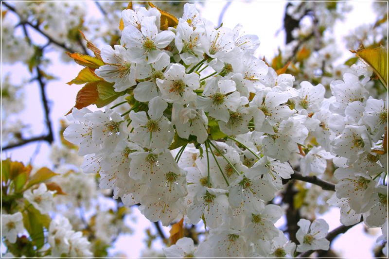 KirschBlüten