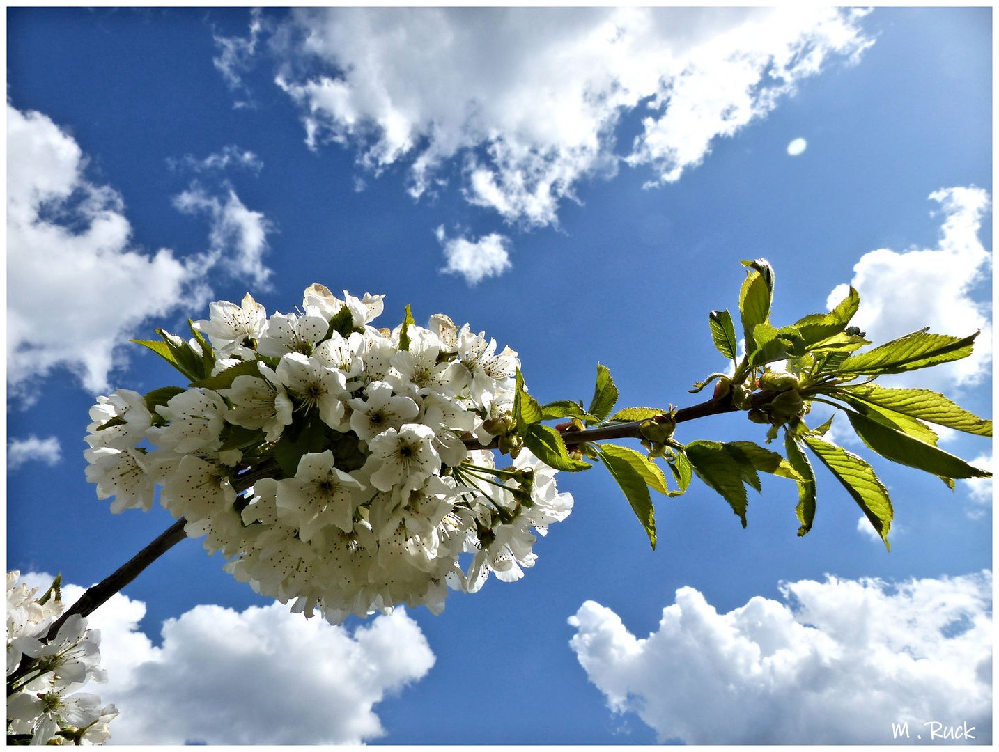 Kirschblüten ,