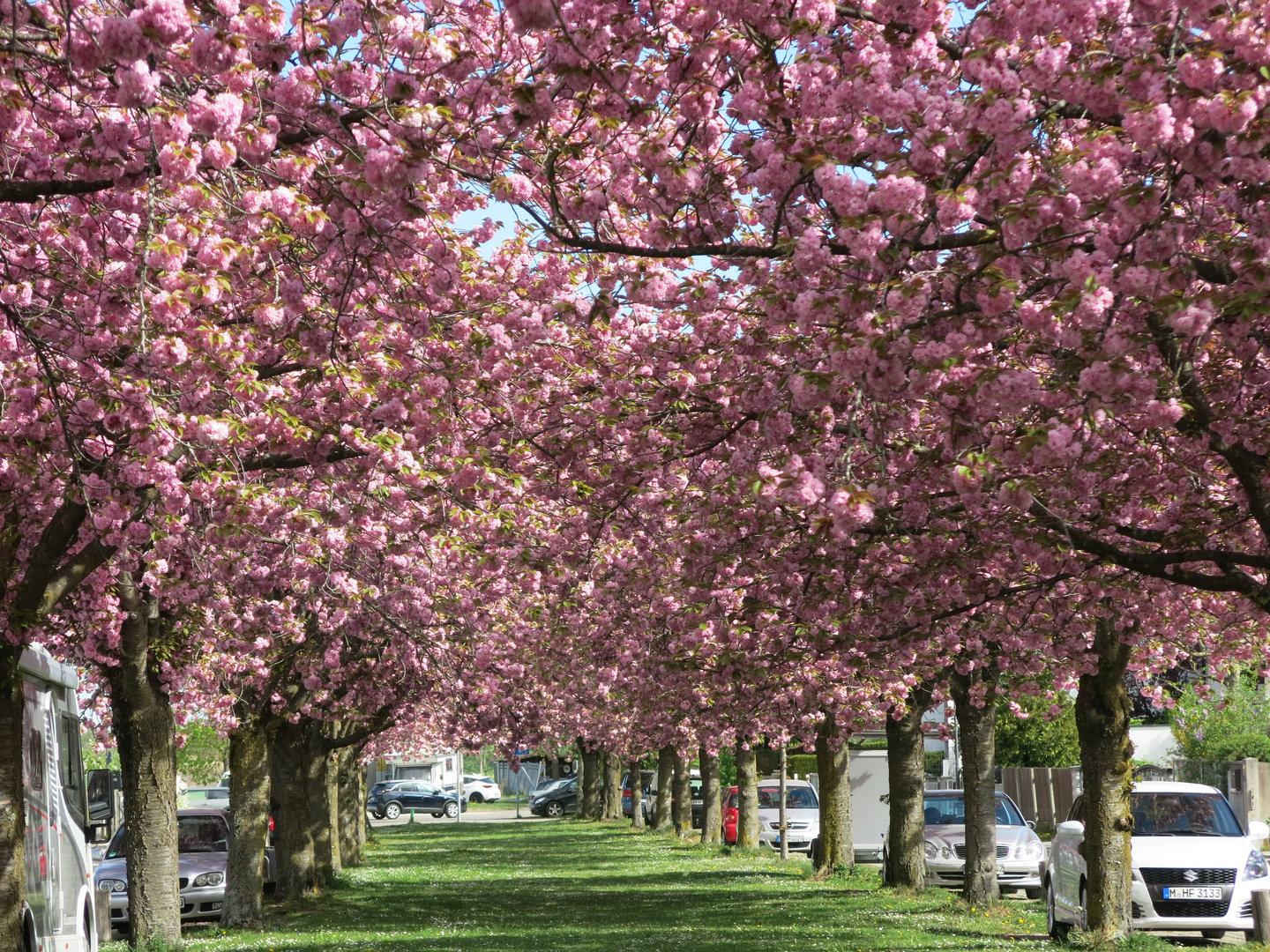 kirschblüten