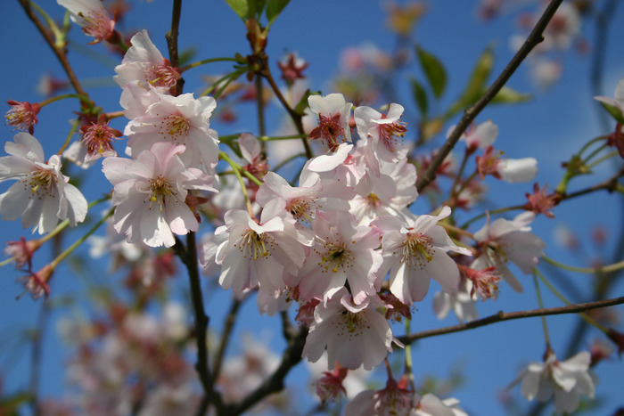 Kirschblüten