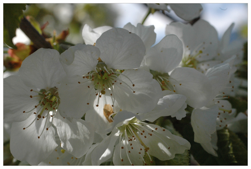 Kirschblüten