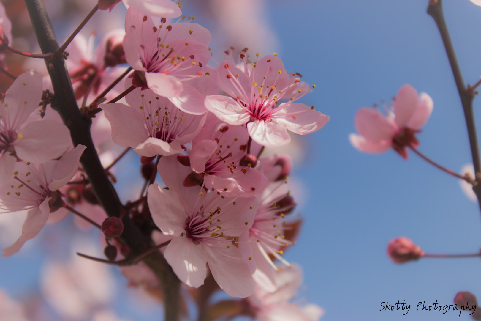 Kirschblüten