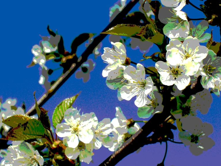 Kirschblüten