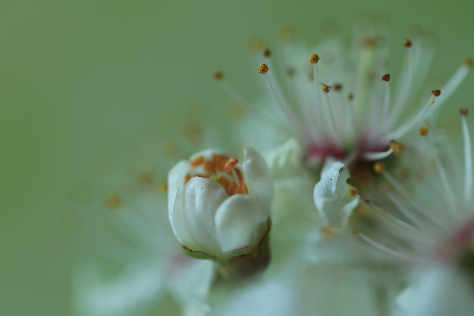 Kirschblüten