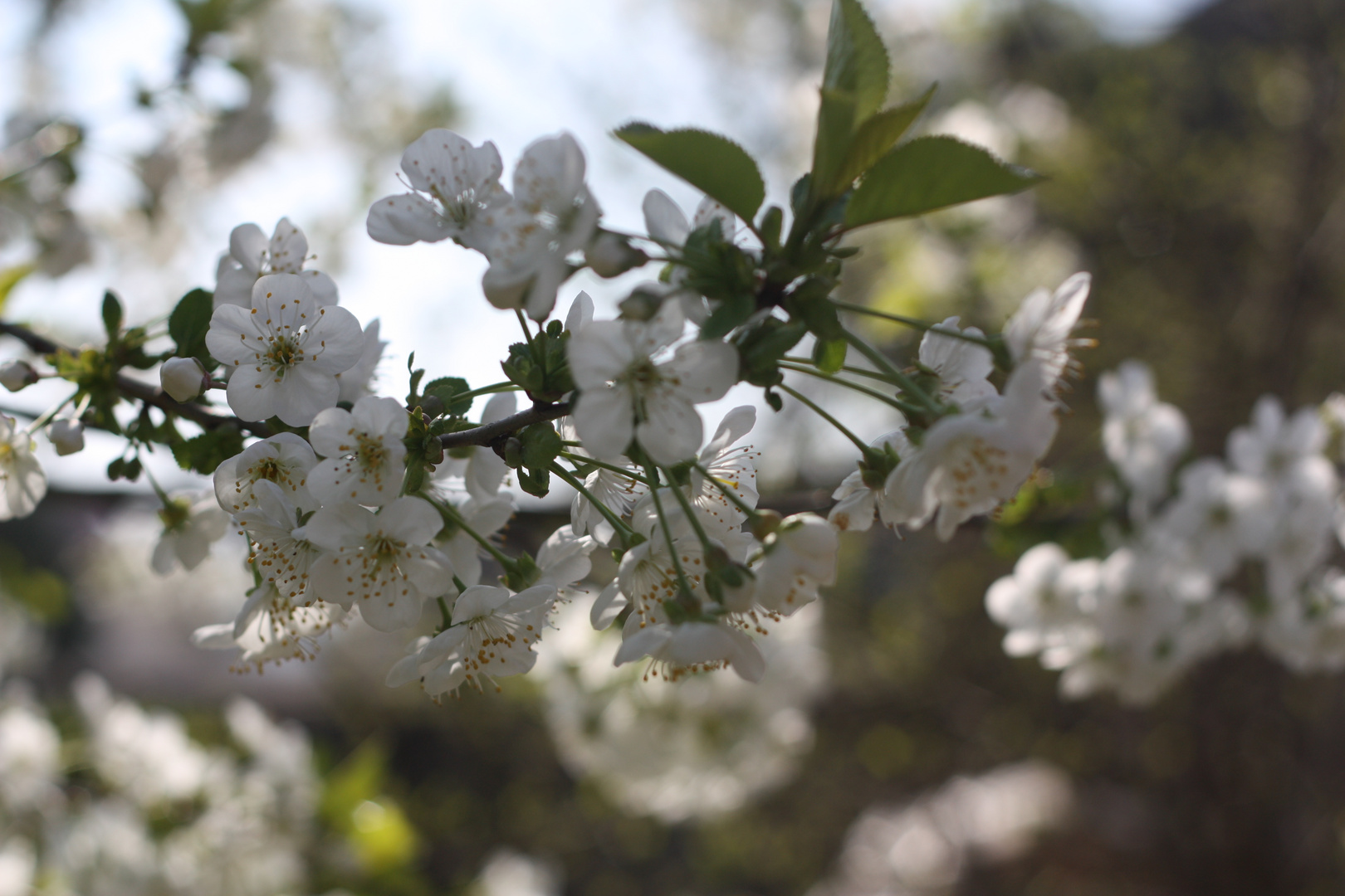 Kirschblüten