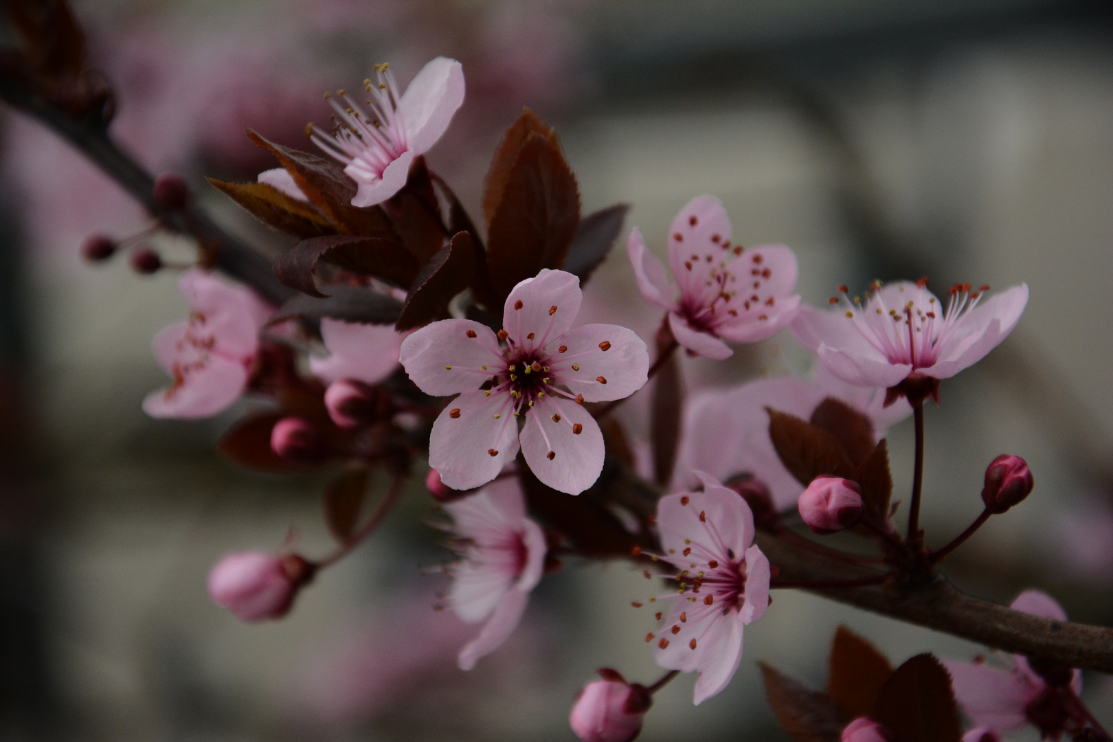 Kirschblüten |