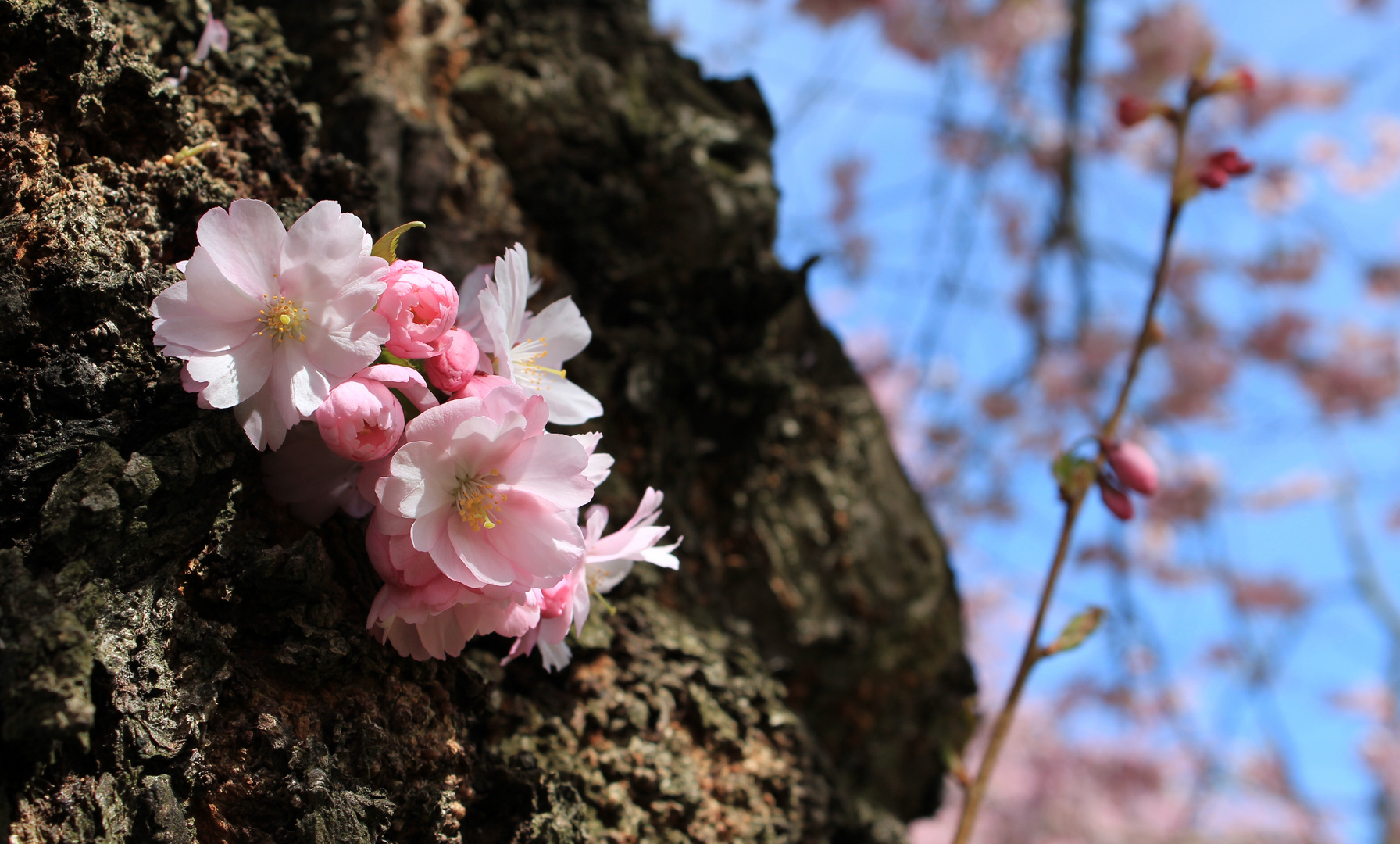 Kirschblüten