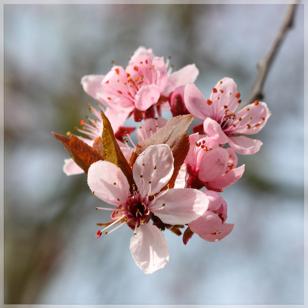 Kirschblüten