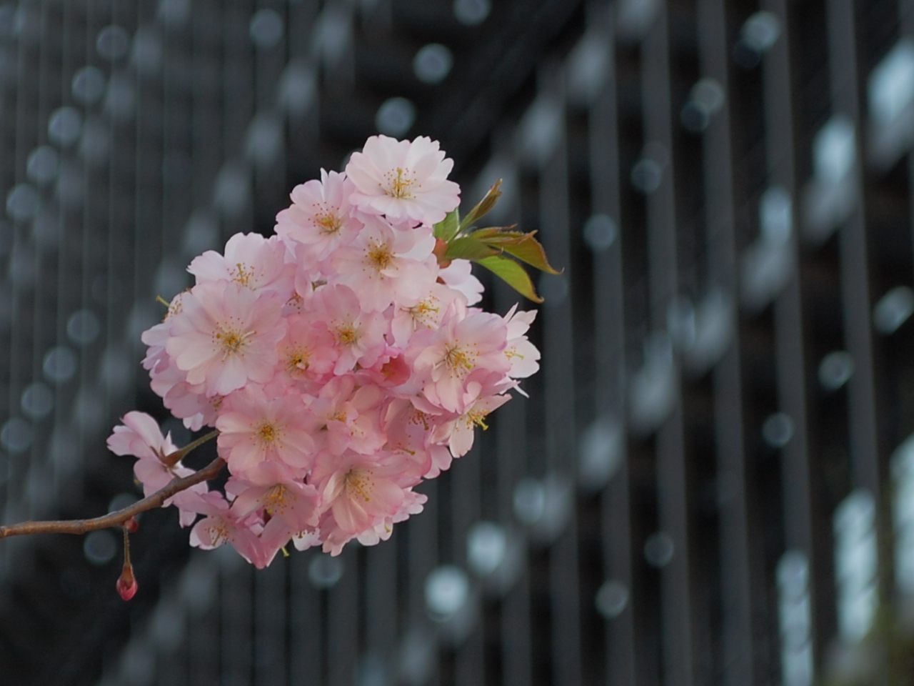 Kirschblüten