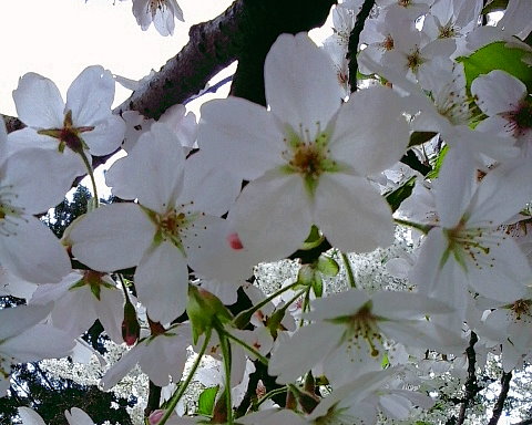 Kirschblüten