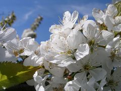 " KIRSCHBLÜTEN "