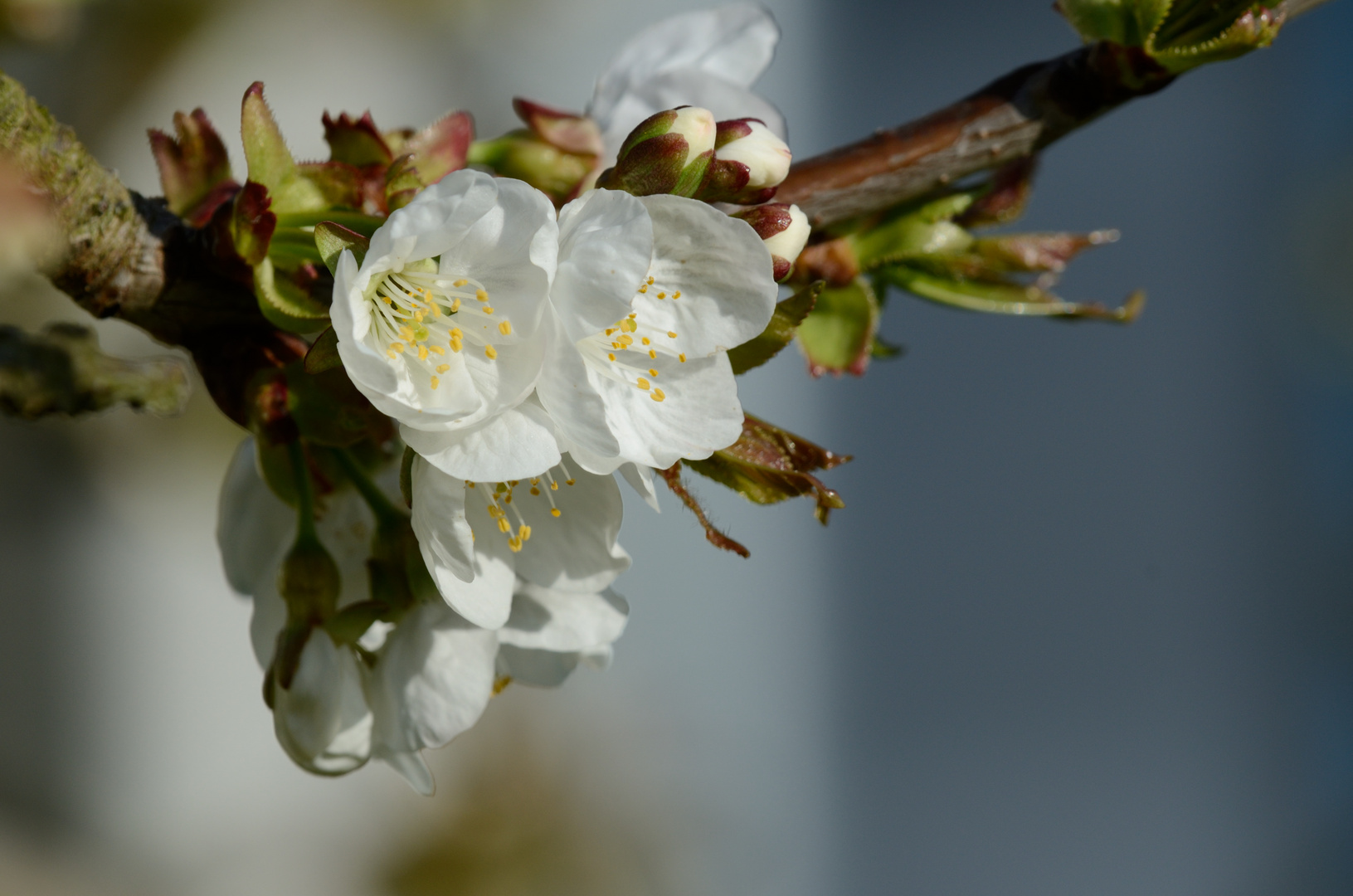 Kirschblüten 7