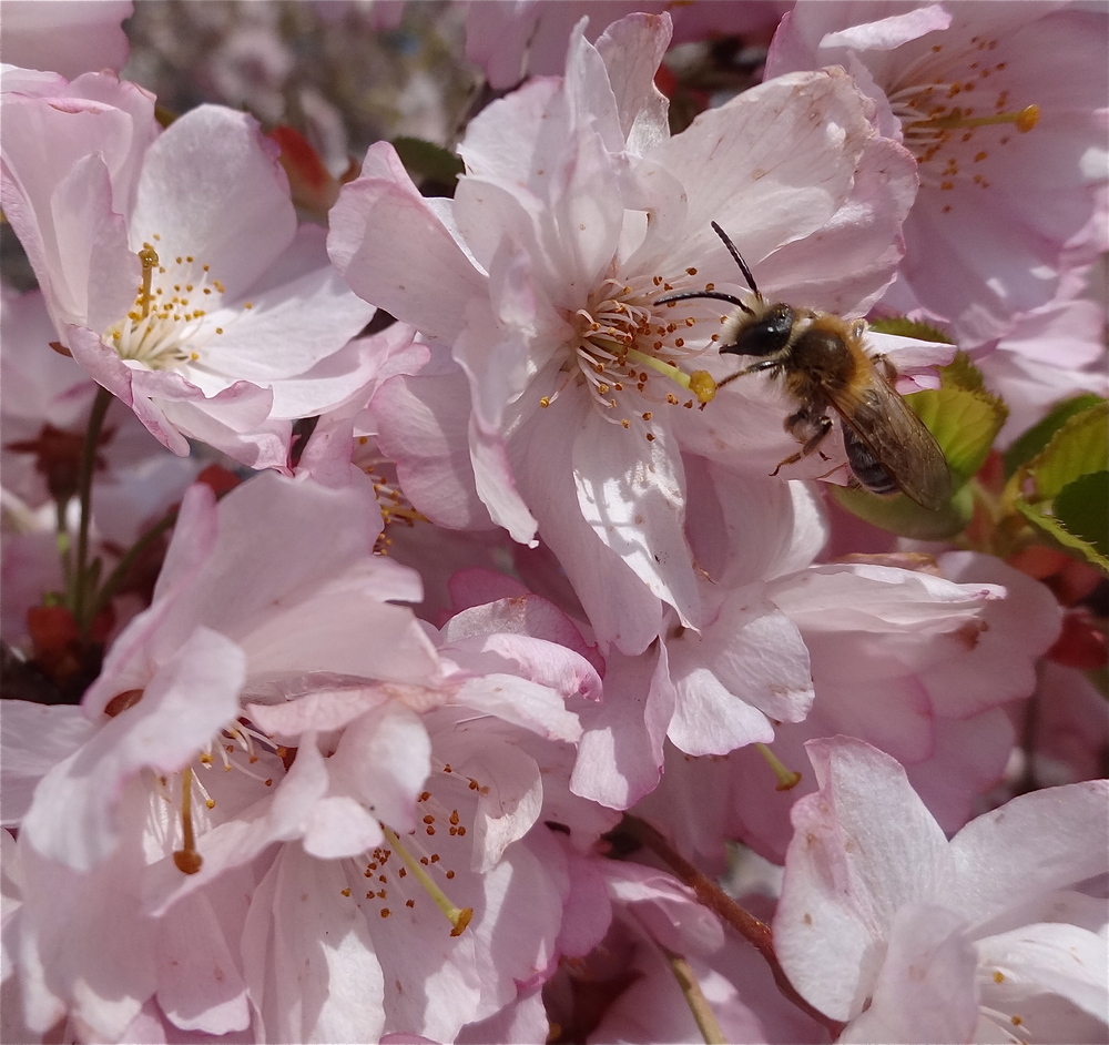 Kirschblüten