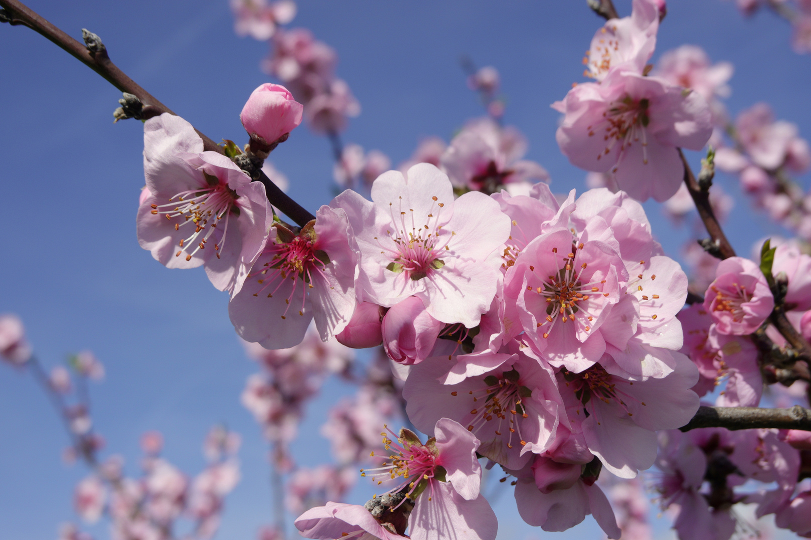 Kirschblüten