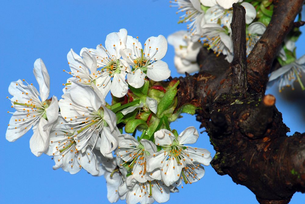 Kirschblüten