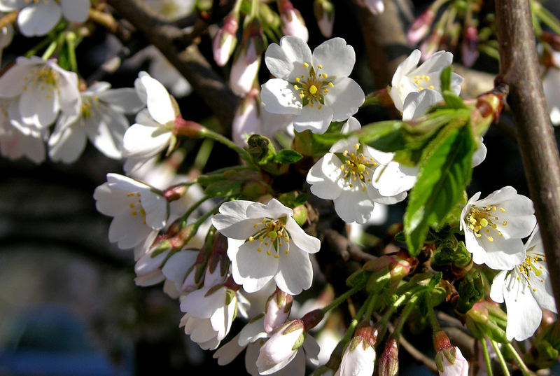 Kirschblüten