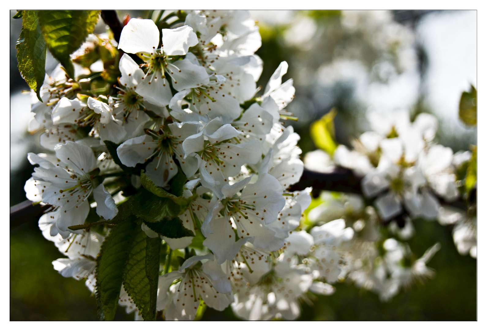 Kirschblüten