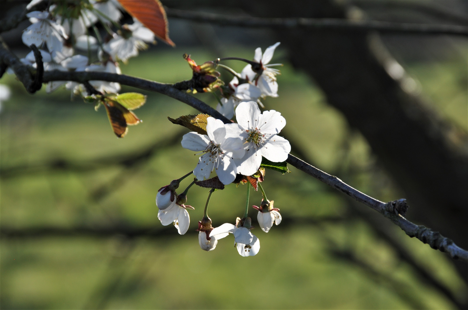 Kirschblüten