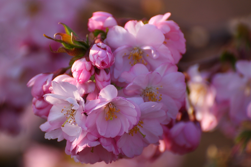 Kirschblüten