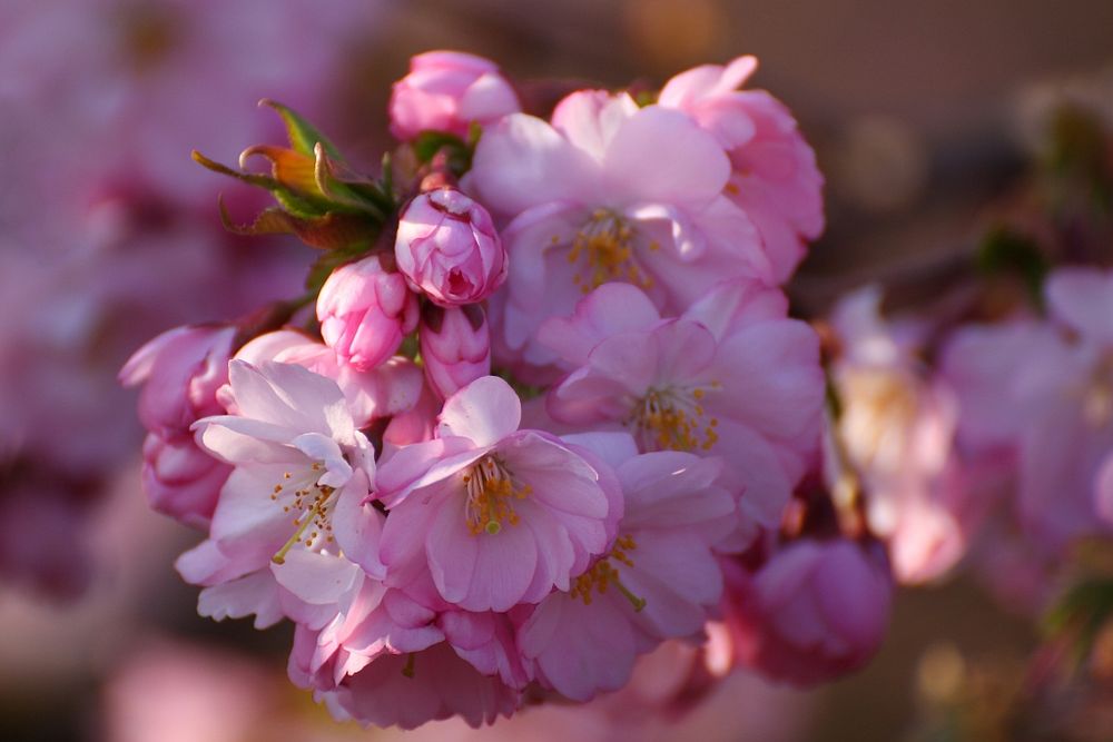 Kirschblüten