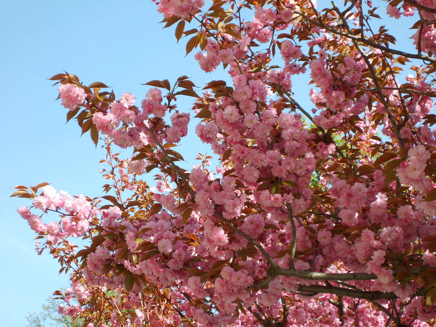 Kirschblüten