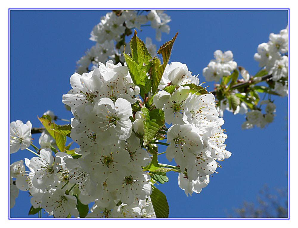 Kirschblüten