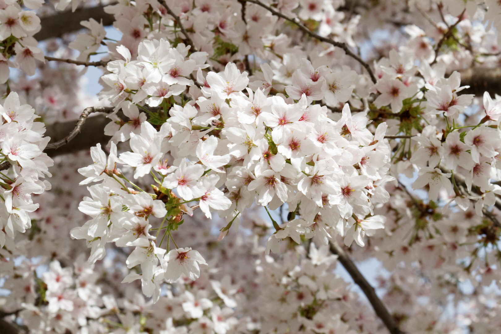 Kirschblüten