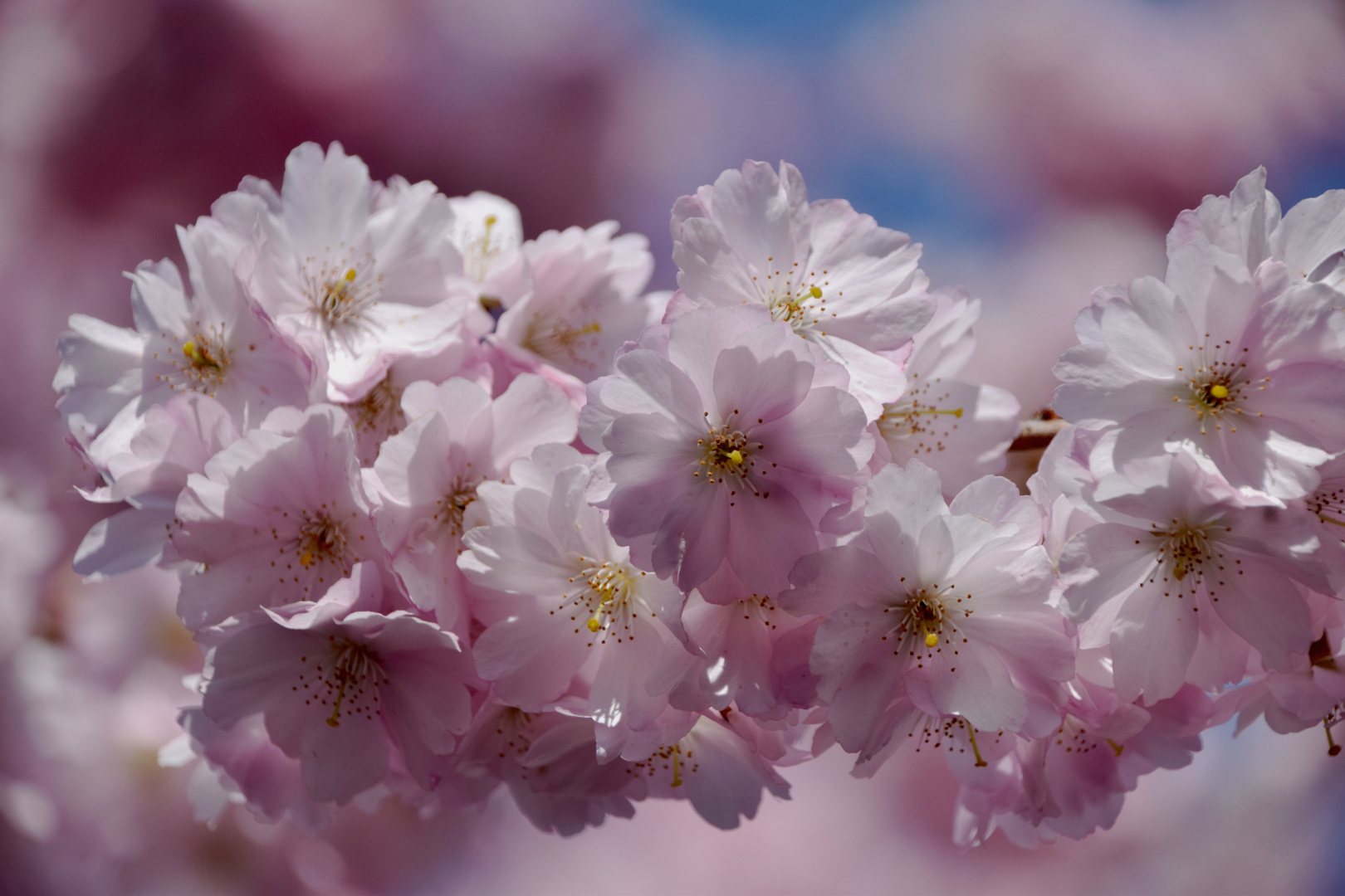 Kirschblüten