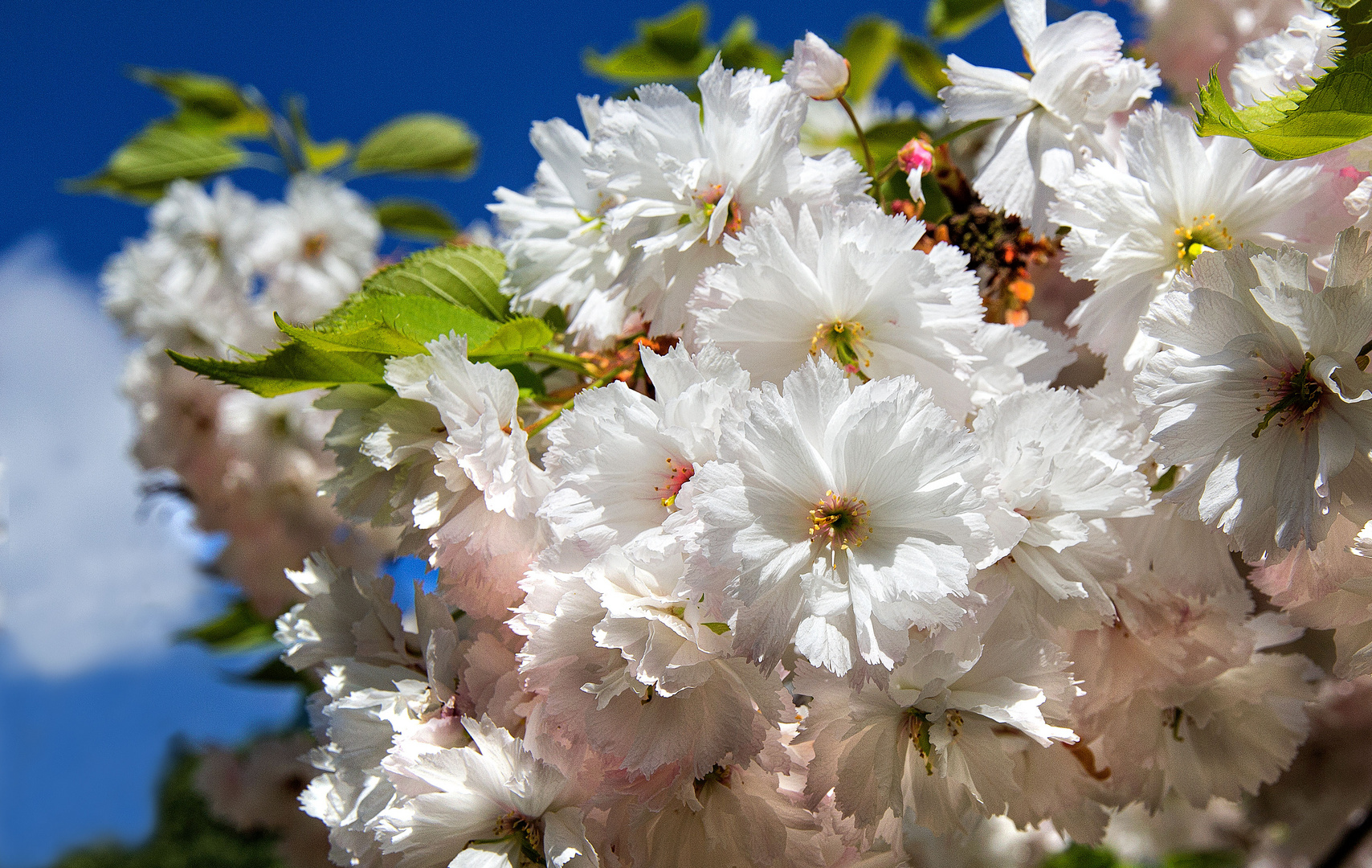 Kirschblüten