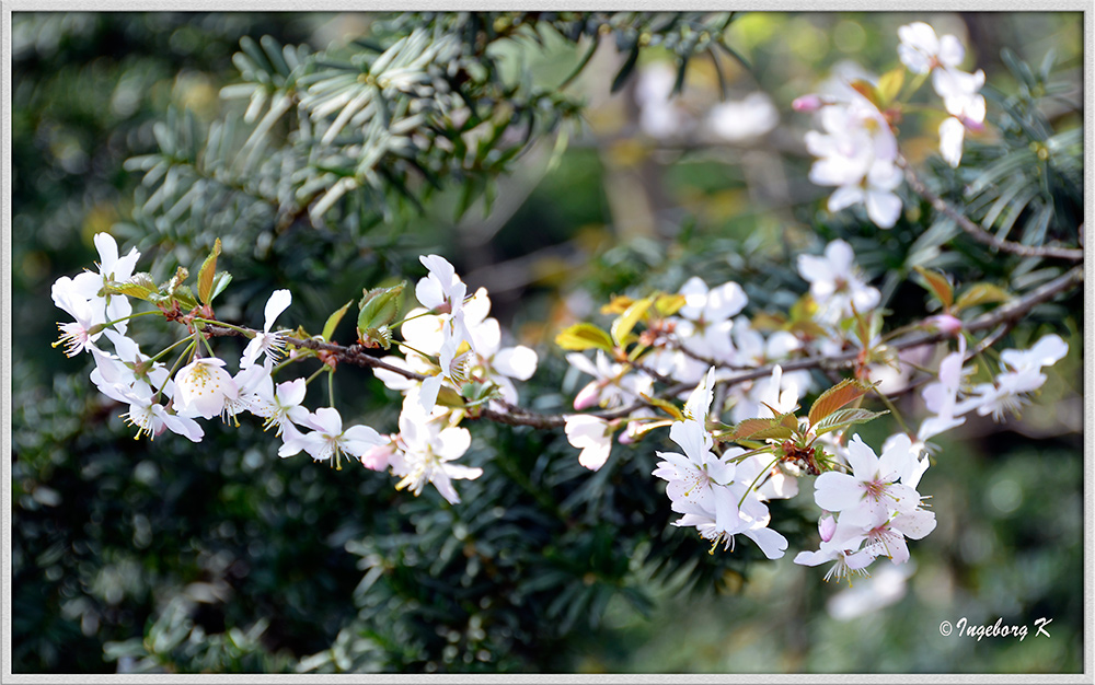 Kirschblüten