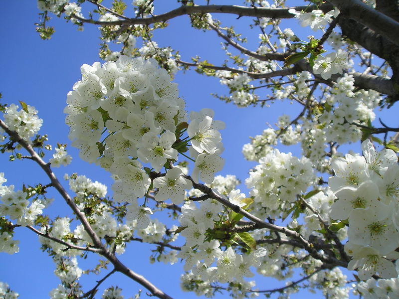 Kirschblüten