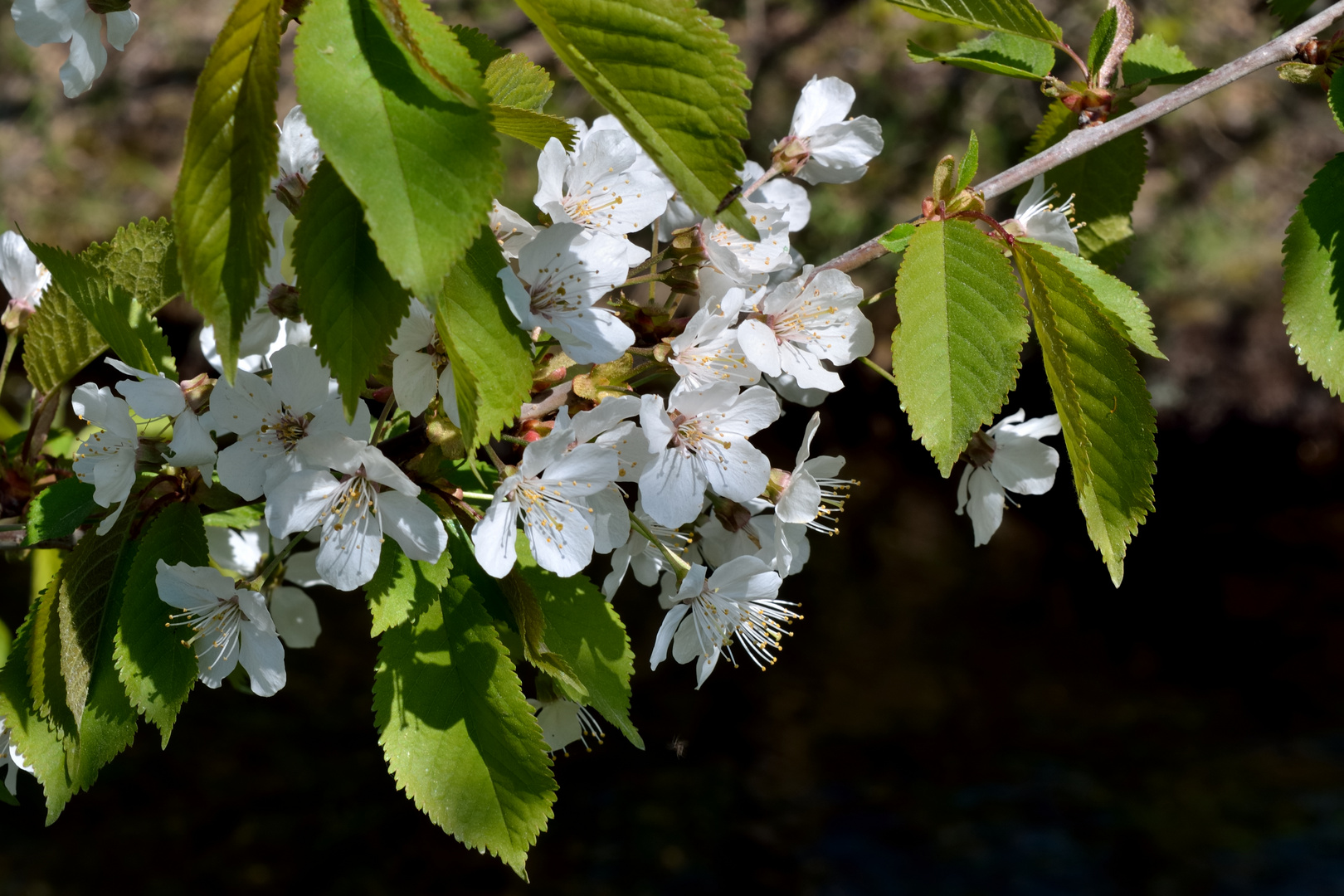 Kirschblüten