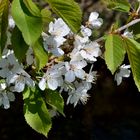 Kirschblüten