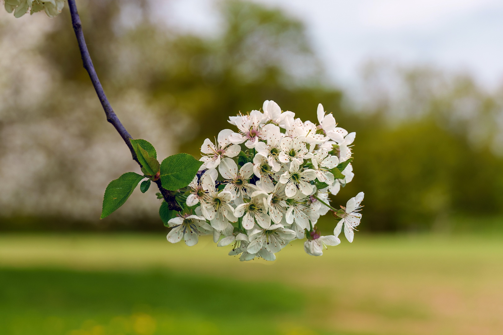 Kirschblüten