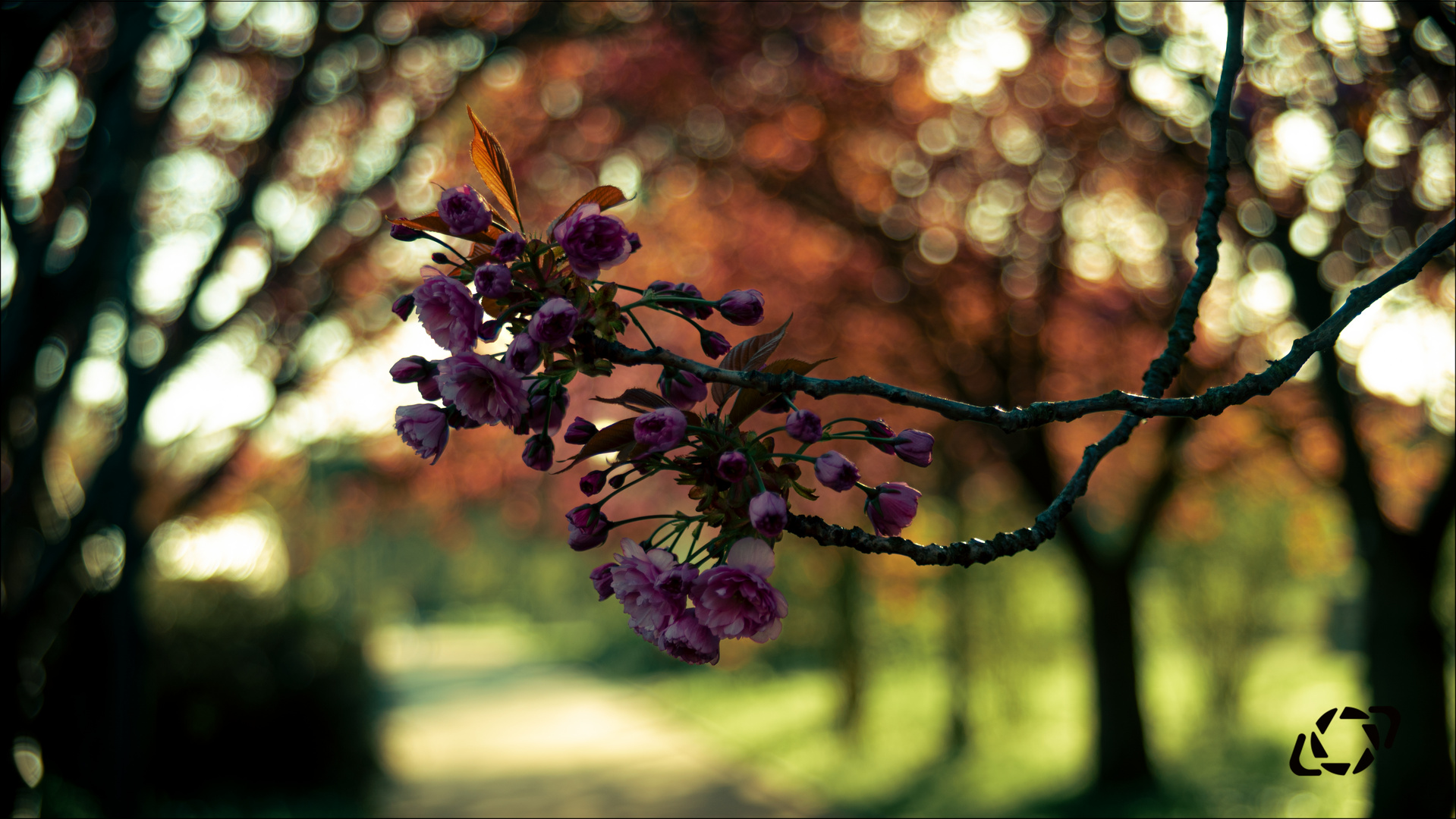 Kirschblüten