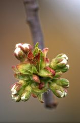 Kirschblüten