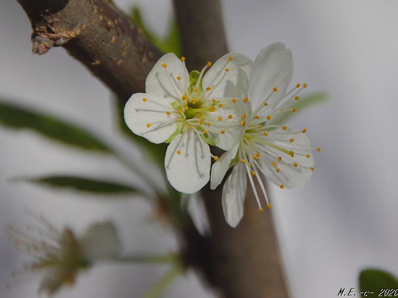 Kirschblüten