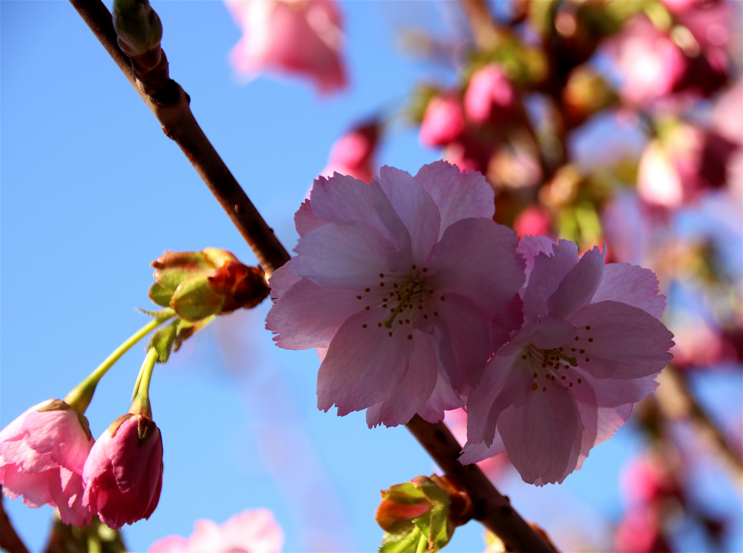 Kirschblüten