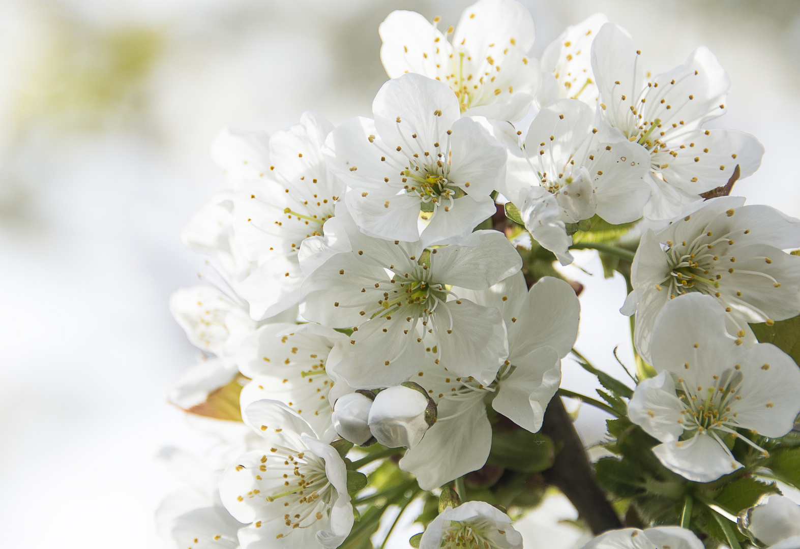 Kirschblüten