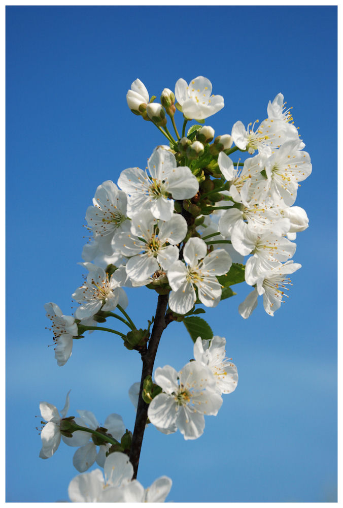 Kirschblüten