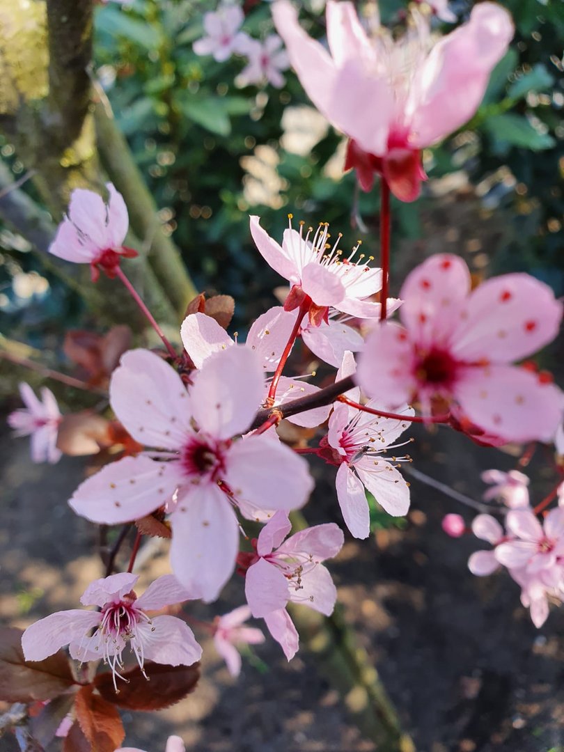 Kirschblüten