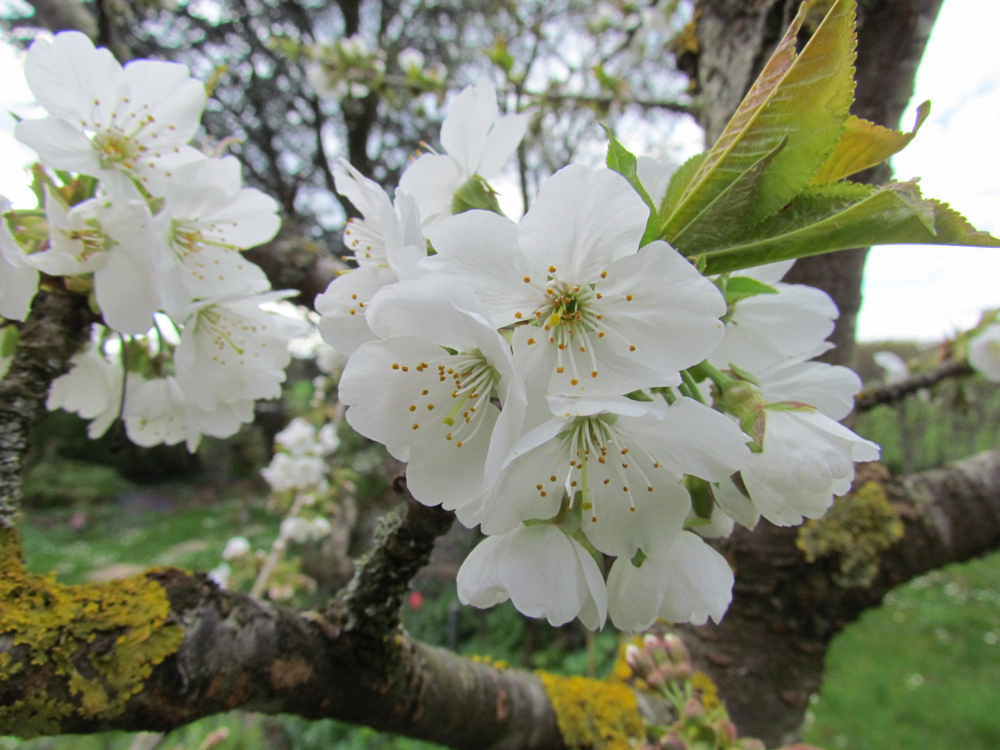 Kirschblüten