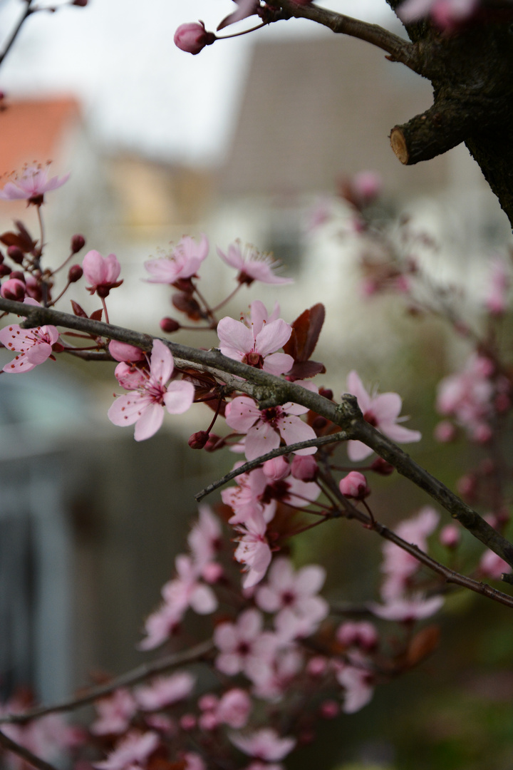 Kirschblüten ||