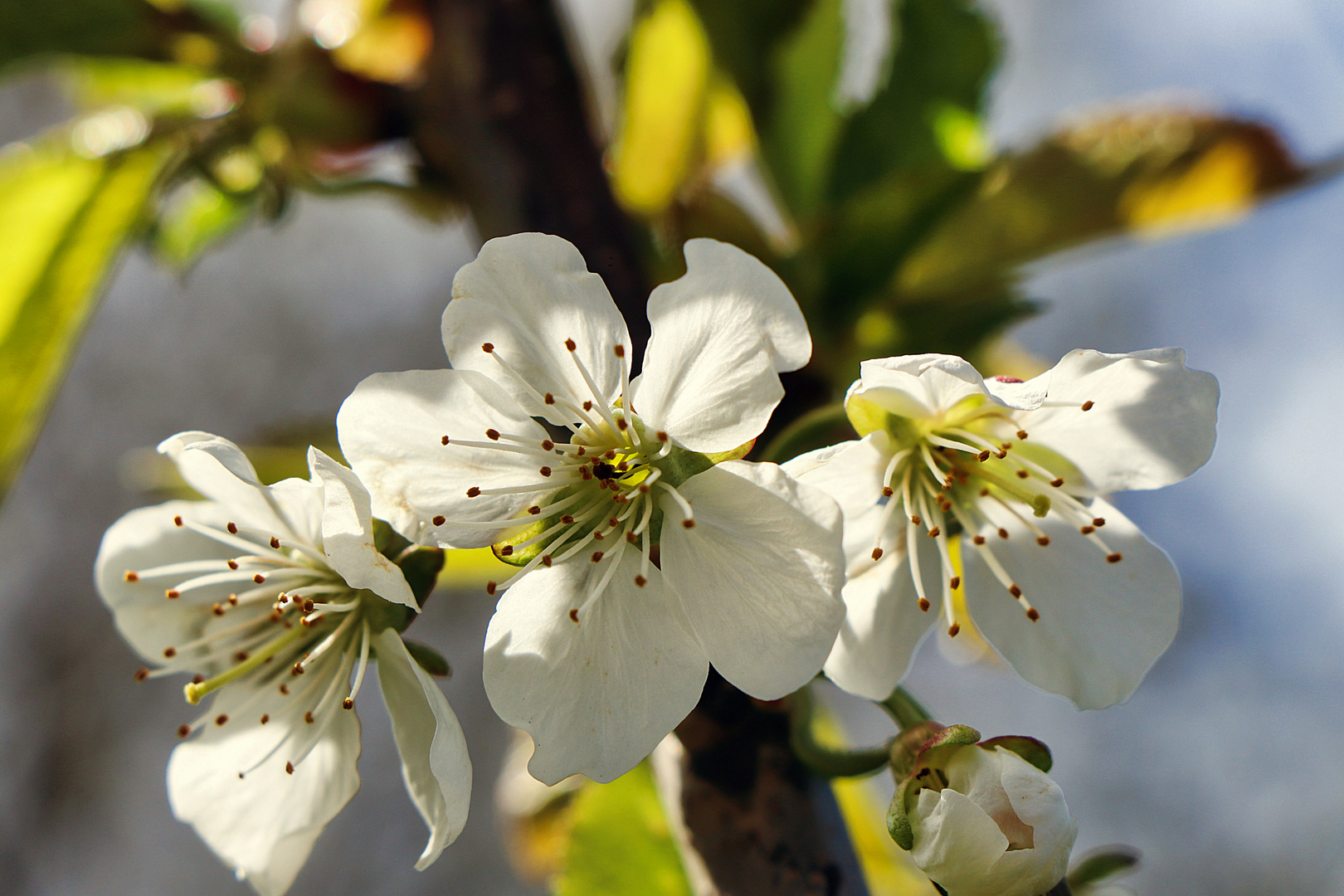 Kirschblüten